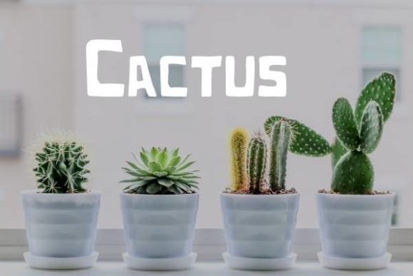 Cactus Font: Modern Squared Display Typeface